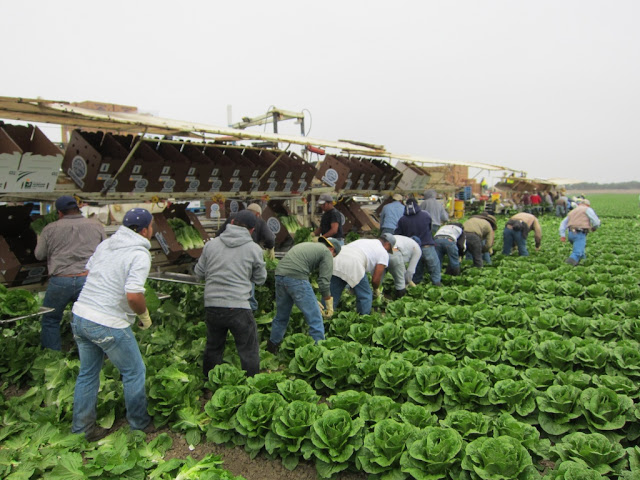 Workers Loading Lettuce in a field