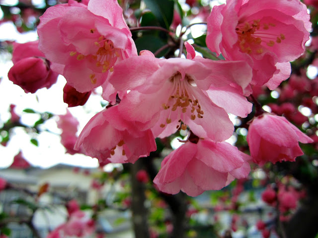 Tart cherry blossoms in Japan; with high acidity and flavor, tart cherries make the best pies.