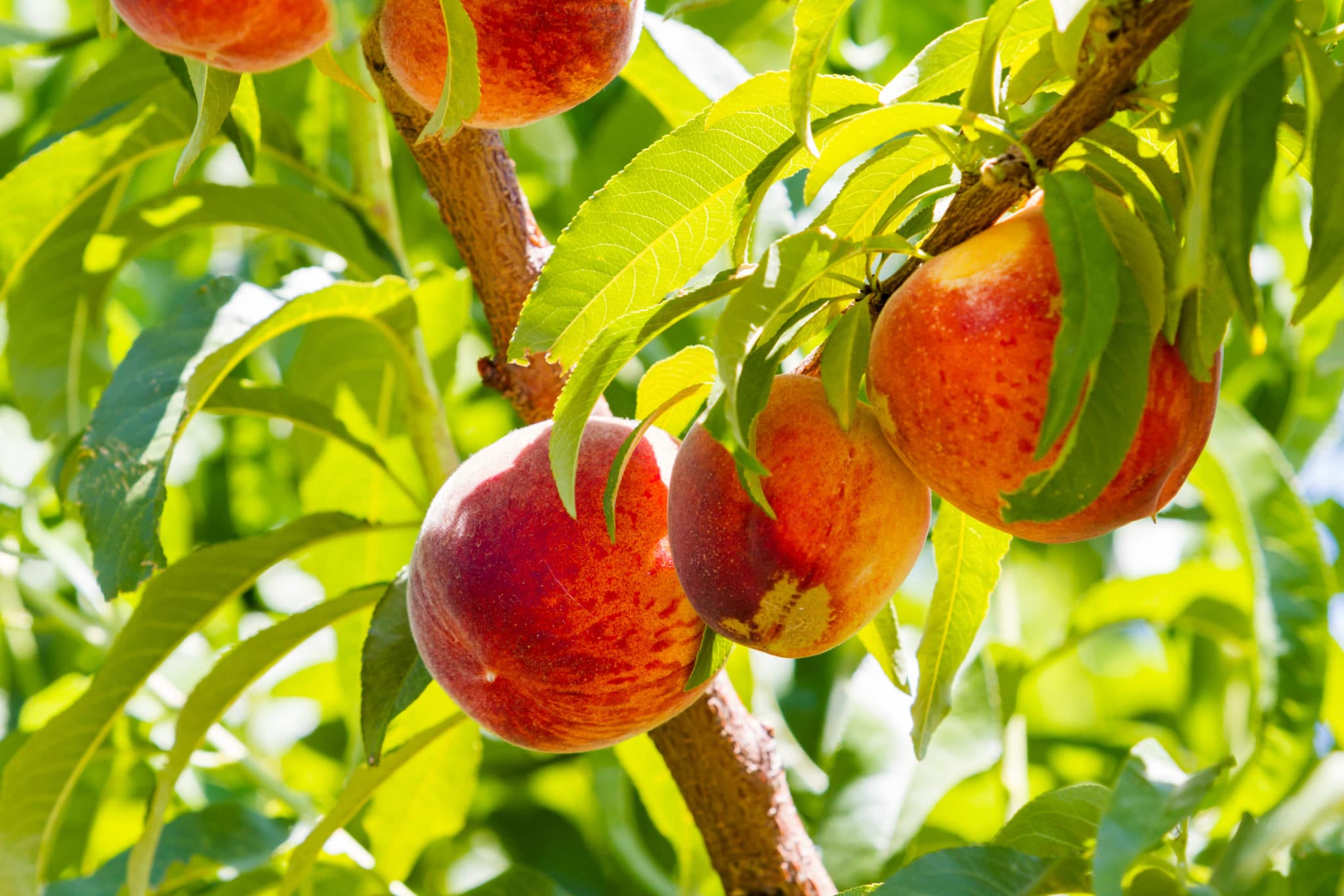 Palisade Peaches - Black Bear Orchards