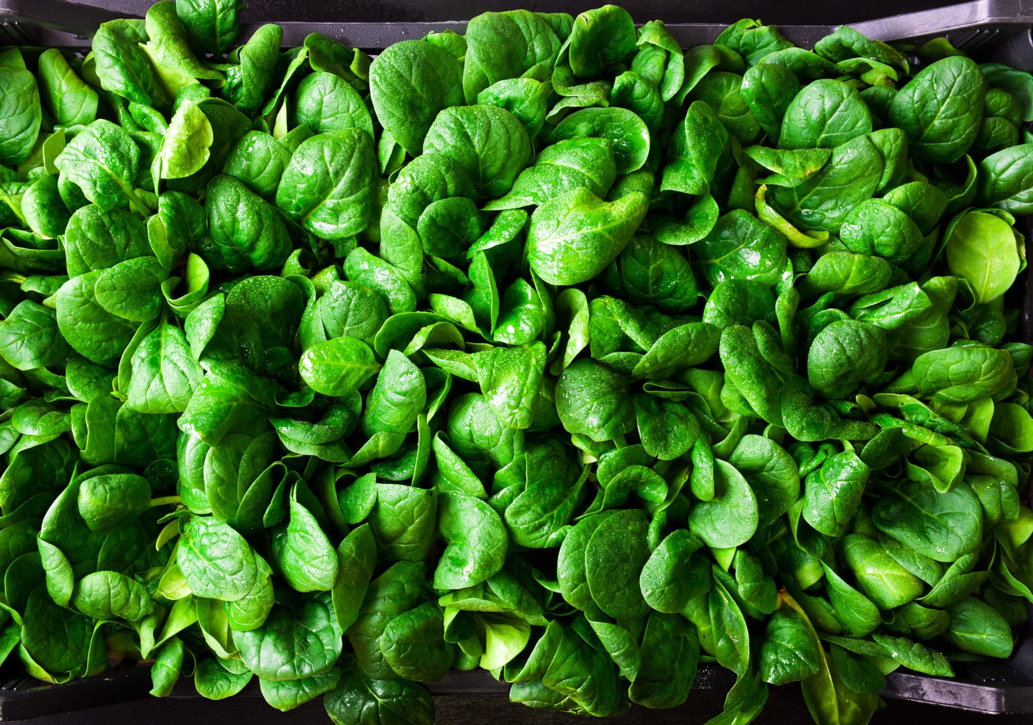 young-baby-spinach-leaves-in-a-box-tony-s-meats-market